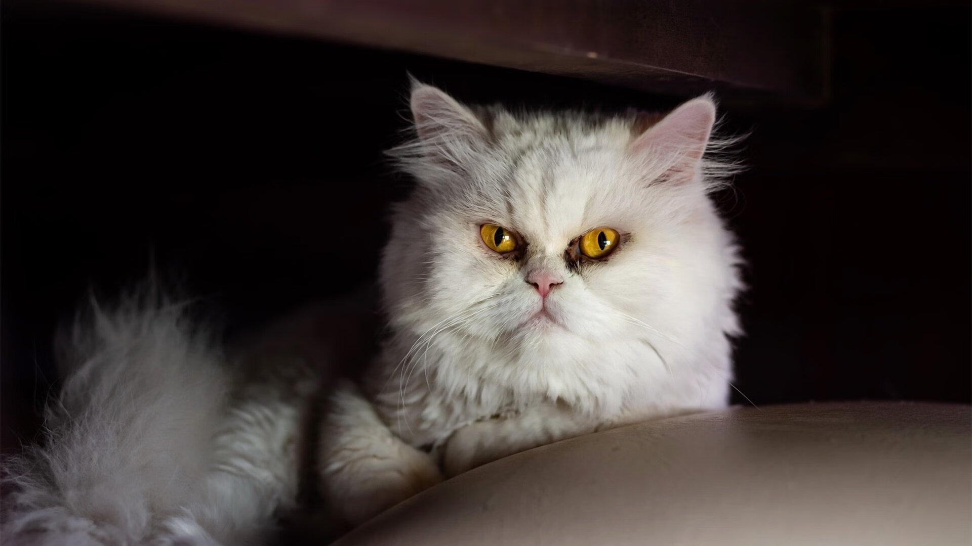 九游手游官网-【冠军故事】夺冠球队背后的荣耀与努力，夺得总冠军的球队